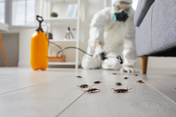 Commercial Rodent Management in West Melbourne